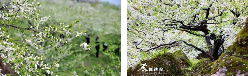 鶴鳴霧中(zhong)山(shān)賞花(huā)徒步 (6).jpg